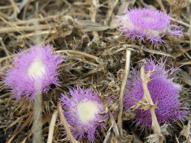 cardo rosa - Atractylis gummifera